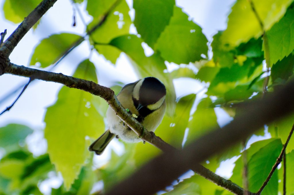 シジュウカラ