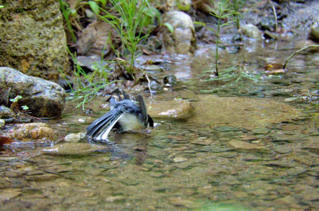 シジュウカラ