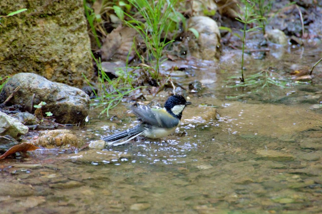 シジュウカラ