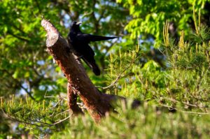 ハシボソガラス