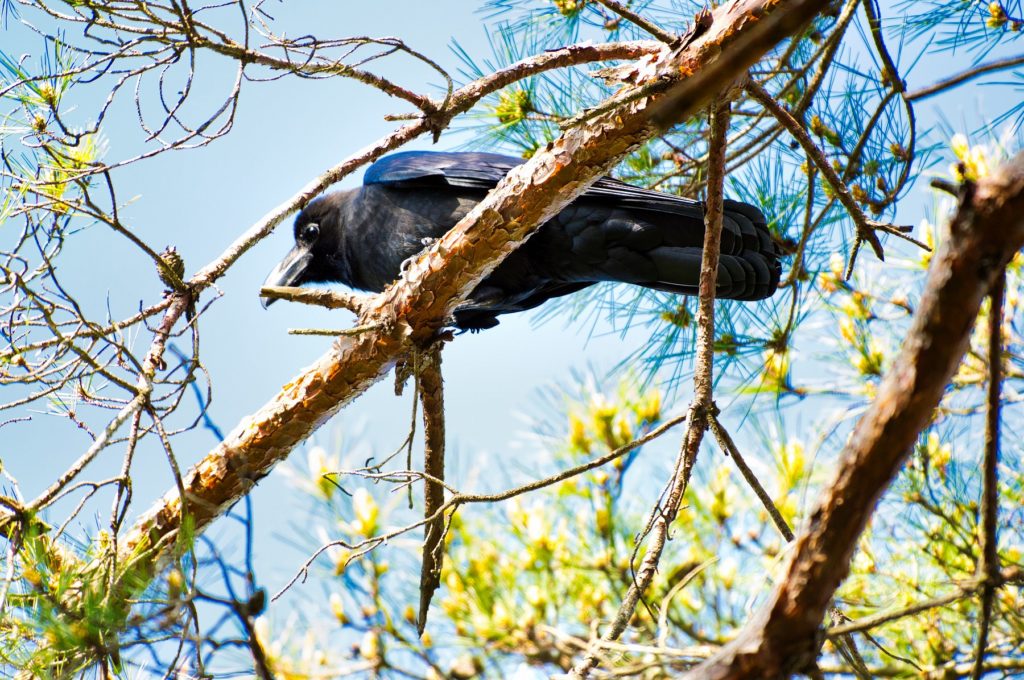 ハシブトガラス