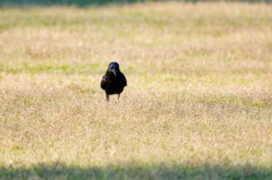 ハシボソガラス
