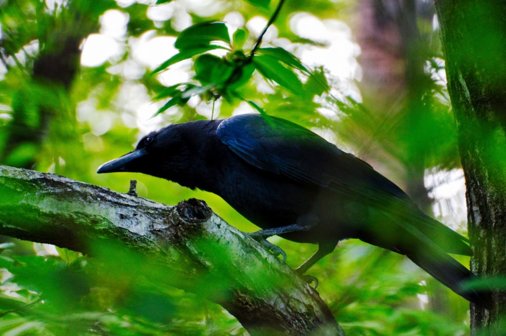 ハシボソガラス