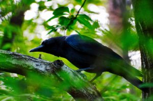 ハシボソガラス