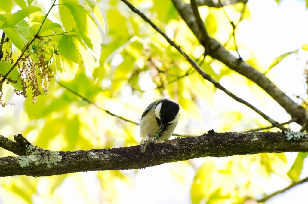 シジュウカラ