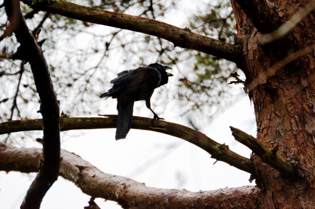 ハシブトガラス