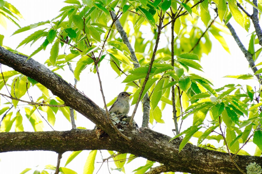 コサメビタキ