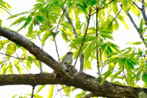 コサメビタキ