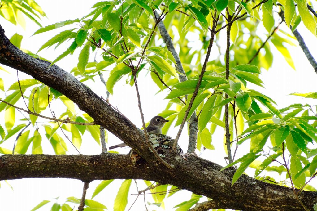 コサメビタキ