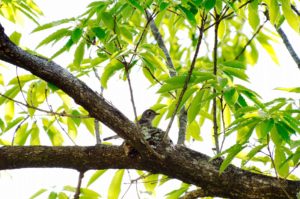 コサメビタキ