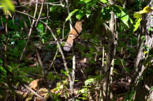 ガビチョウ