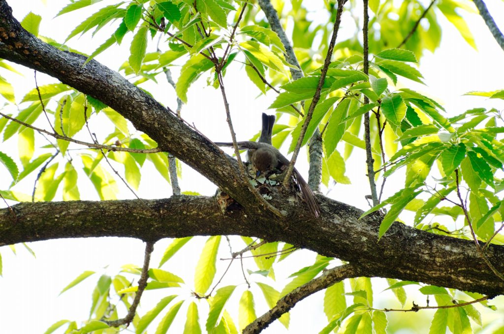 コサメビタキ