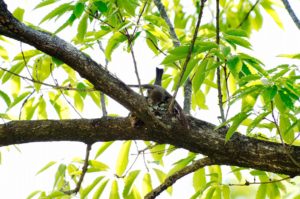 コサメビタキ