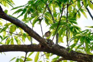 コサメビタキ