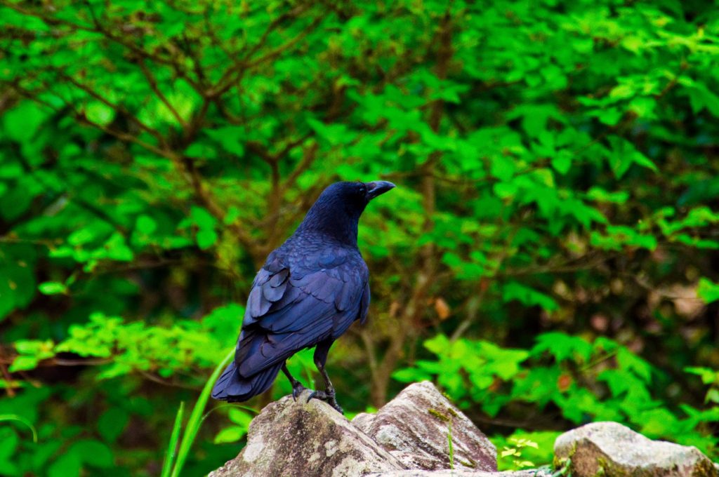 ハシボソガラス