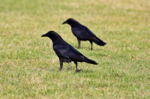 ハシボソガラス