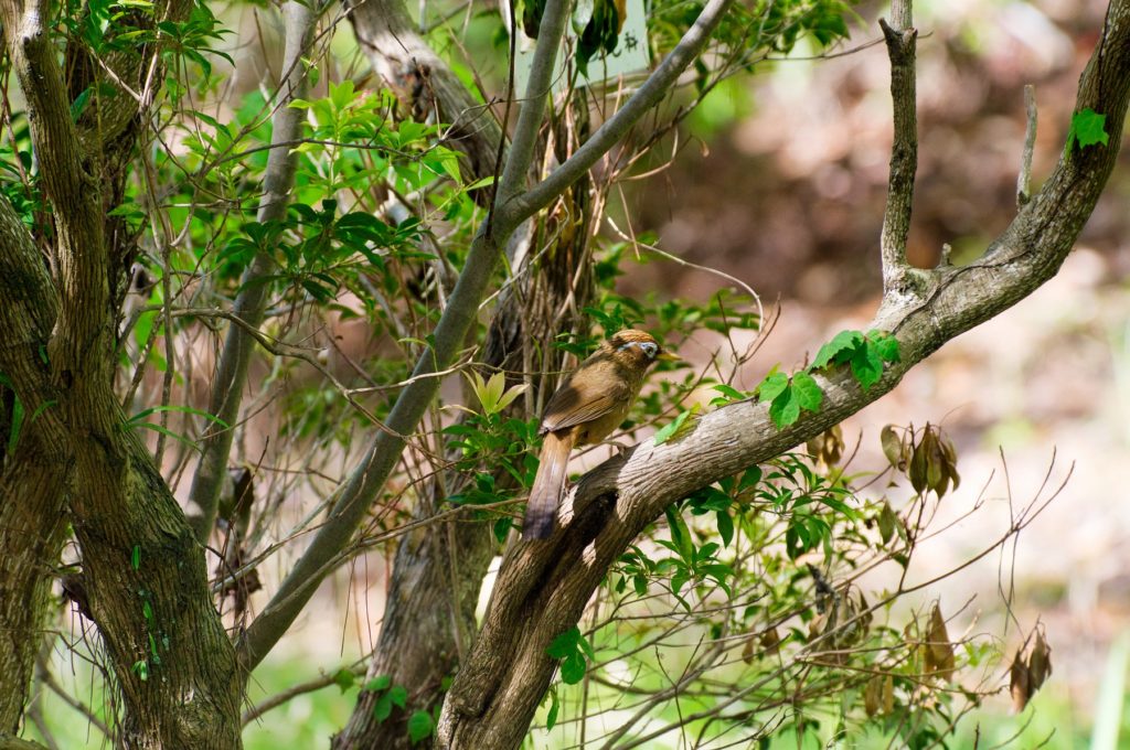 ガビチョウ