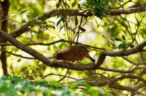 ガビチョウ