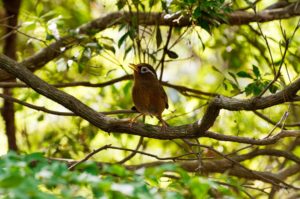 ガビチョウ