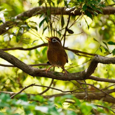 ガビチョウ