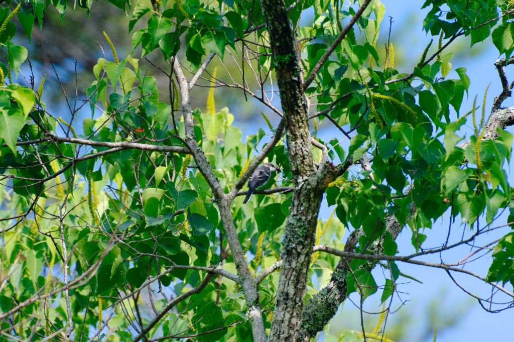 サンショウクイ