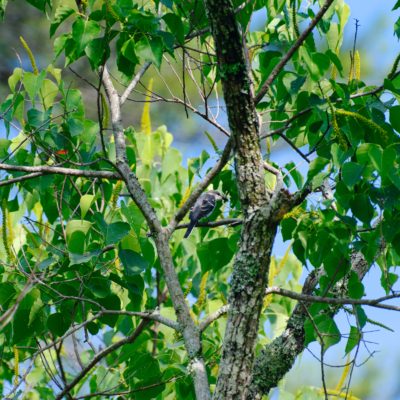 サンショウクイ