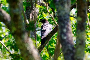 ハシブトガラス