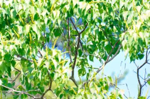 サンショウクイ