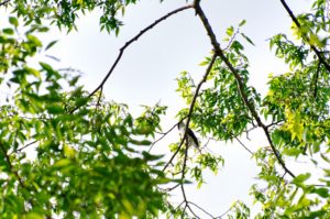 サンショウクイ