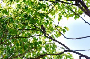 サンコウチョウ