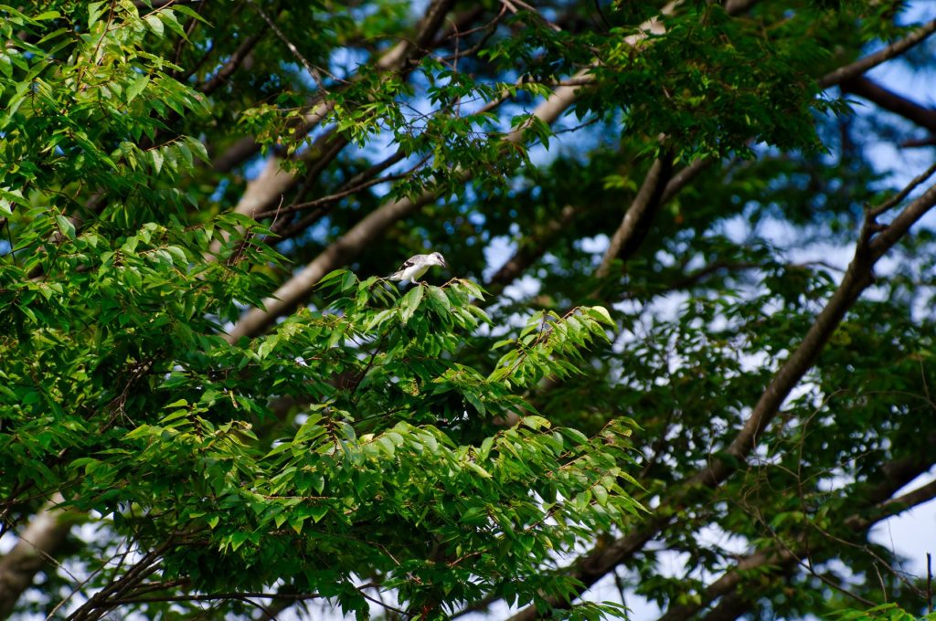 サンショウクイ