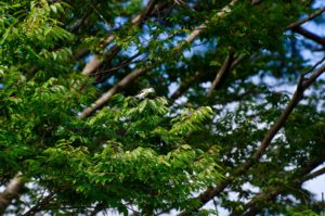 サンショウクイ