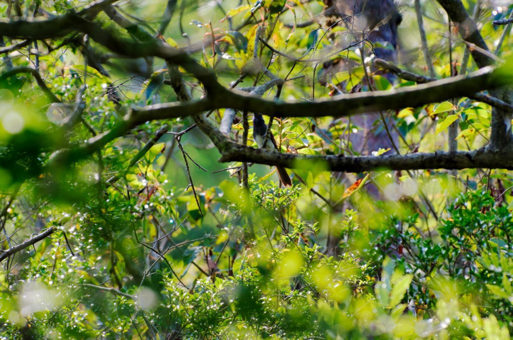 サンコウチョウ