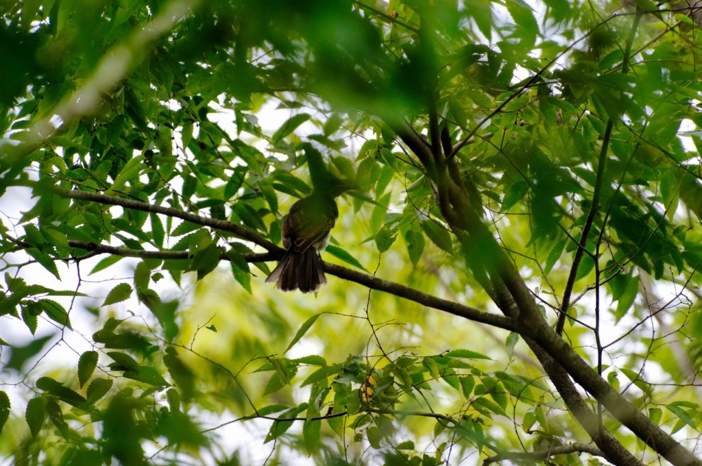 サンコウチョウ