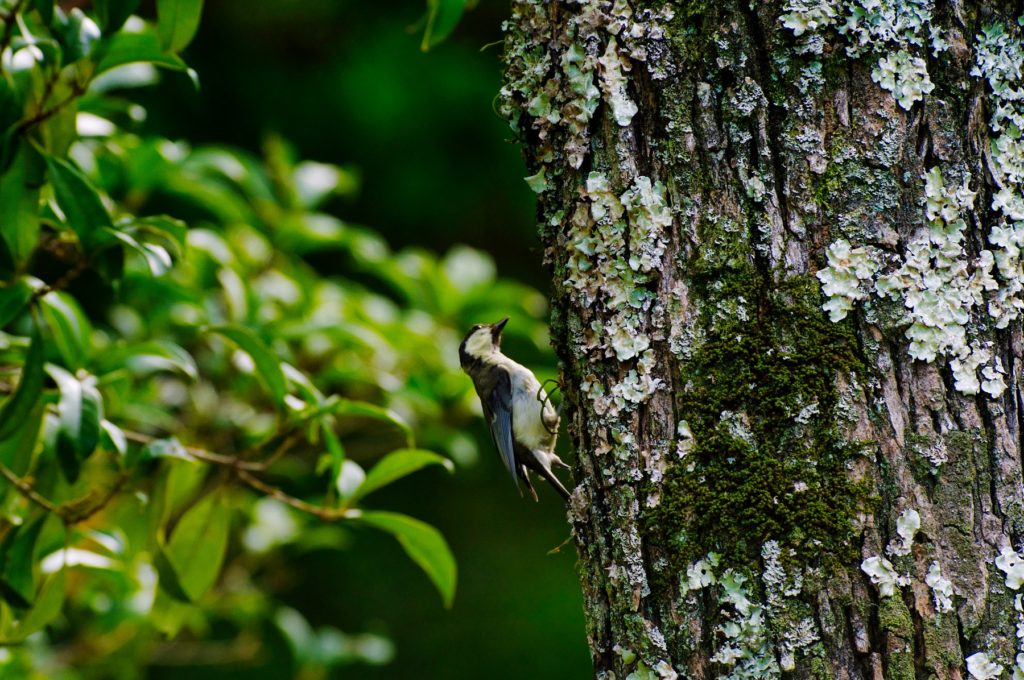 シジュウカラ