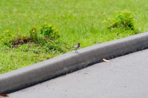 セグロセキレイ