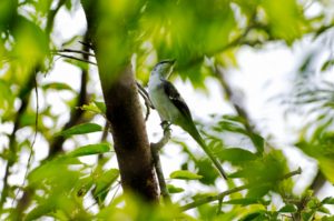 サンショウクイ