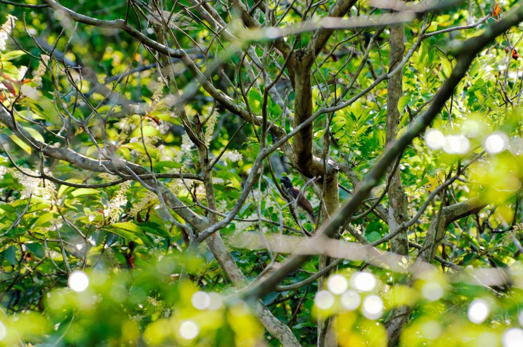 サンコウチョウ