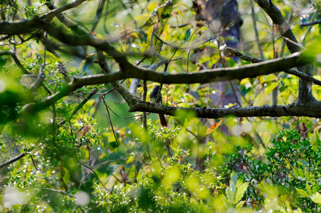 サンコウチョウ