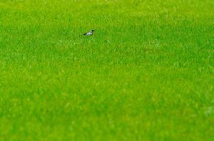 セグロセキレイ