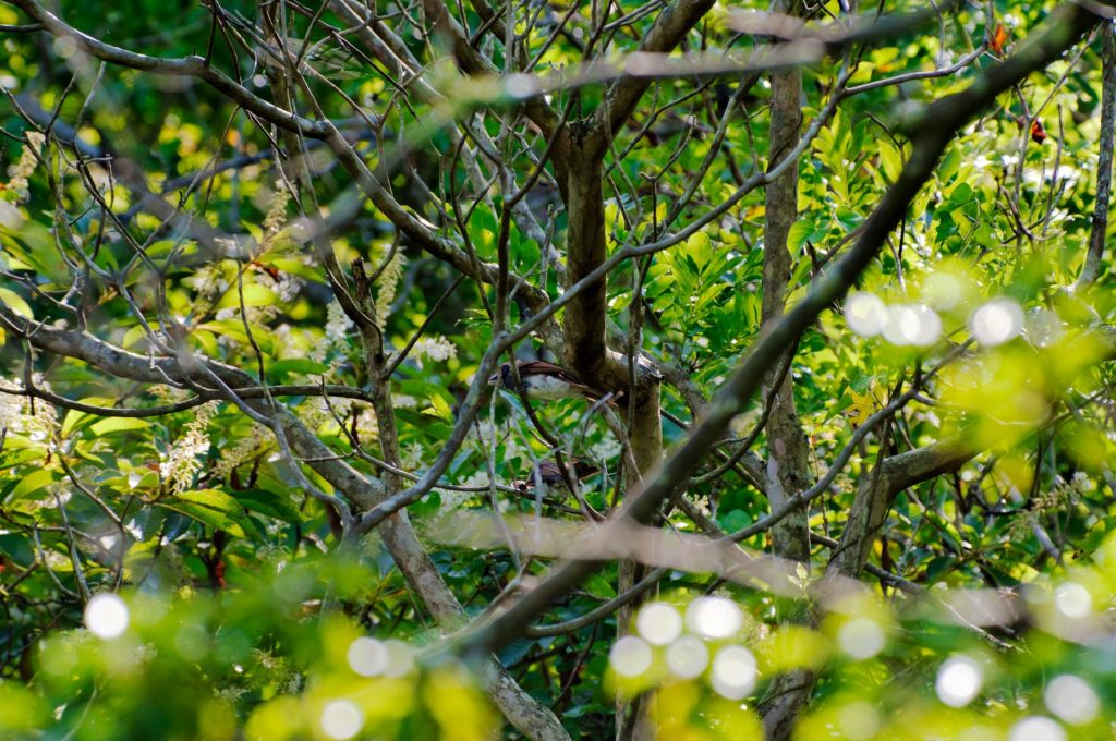 サンコウチョウ