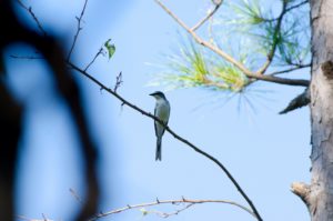 サンショウクイ