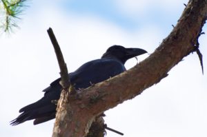 ハシブトガラス