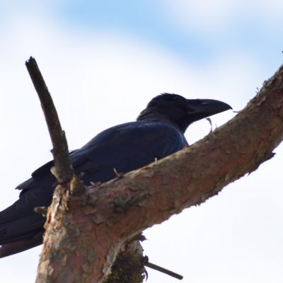 ハシブトガラス