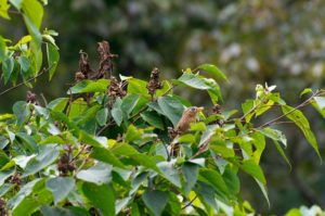 ガビチョウ