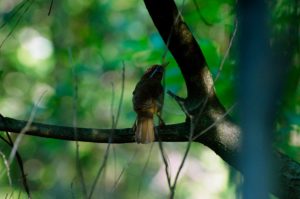 ガビチョウ