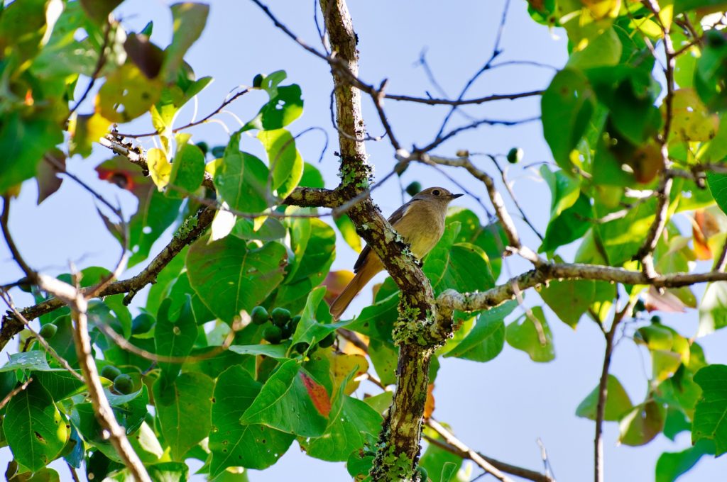 ジョウビタキ♀