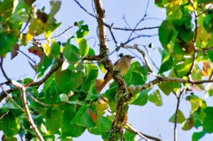 ジョウビタキ♀
