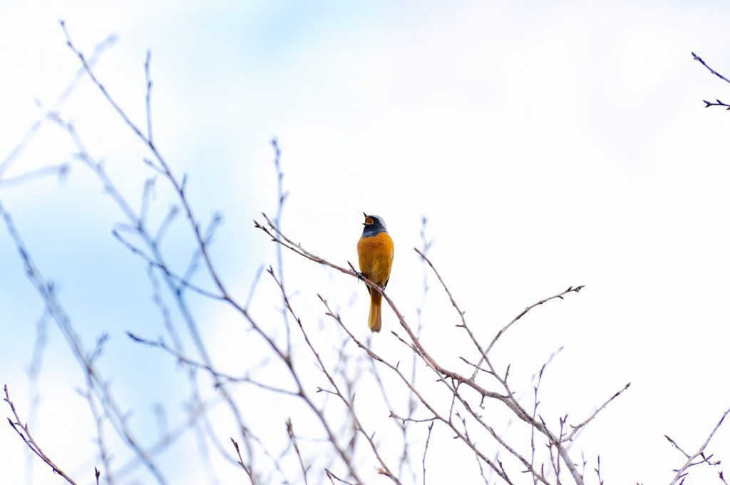 ジョウビタキ♂