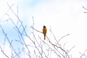 ジョウビタキ♂